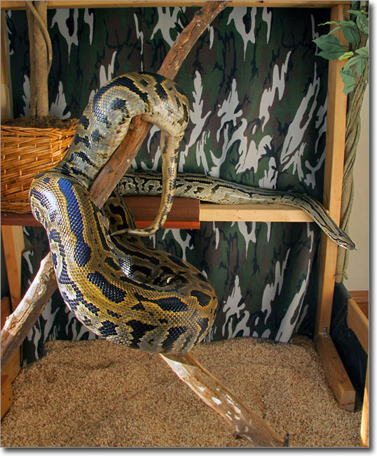 Burmese python playing