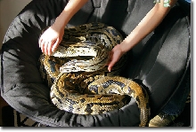 Labyrinth Burmese python