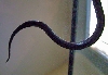 Lampropeltis getula nigrita