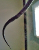 Lampropeltis getula nigrita