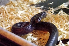 mexican black kingsnake