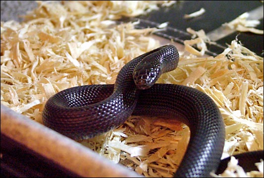 mexican black kingsnake