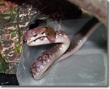 My Trinket snake attacking!
