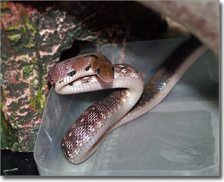 My Trinket snake attacking!