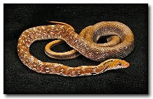 Elaphe helena helena