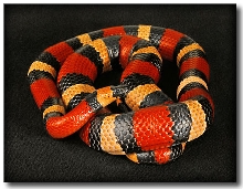 Lampropeltis triangulum campbelli
