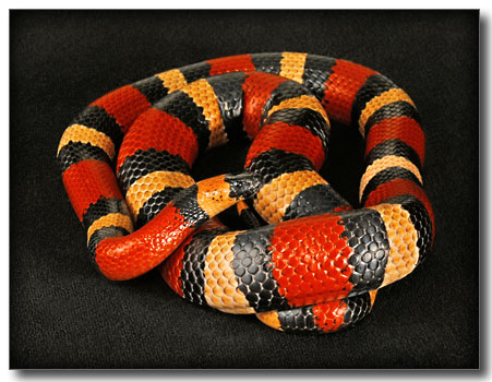 Lampropeltis triangulum campbelli