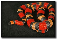 Lampropeltis triangulum campbelli (2)