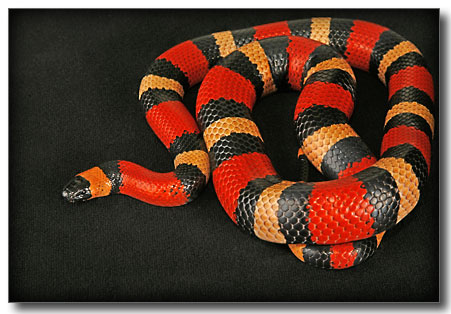 Lampropeltis triangulum campbelli (2)