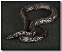 Lampropeltis getula nigrita (2)