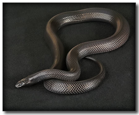 Lampropeltis getula nigrita (2)