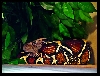 My Suri