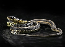 Garter rescue