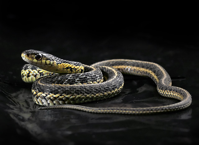 Garter rescue