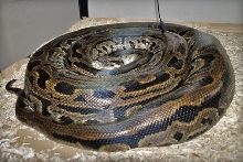 Pre-shed (14-May-2006)