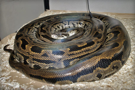 Pre-shed (14-May-2006)