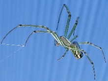 Unknown spider (1)