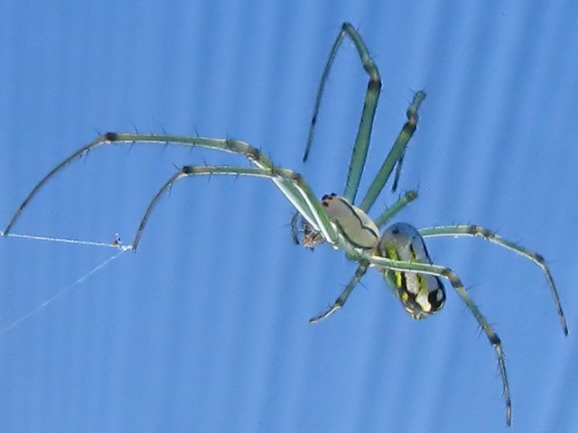 Unknown spider (1)