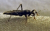 unknown 1