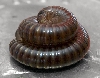 Backyard millipede