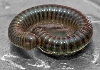 Backyard millipede