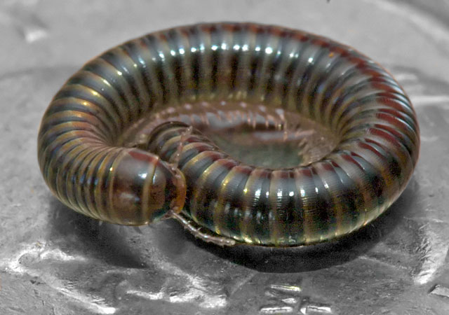 Backyard millipede