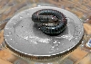 Backyard millipede