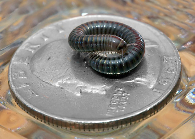 Backyard millipede