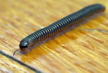 Backyard millipede