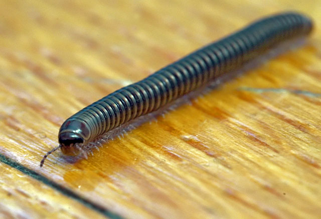 Backyard millipede