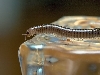 Backyard millipede