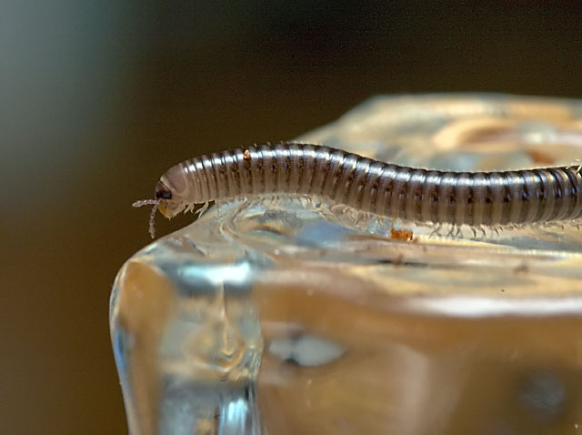 Backyard millipede