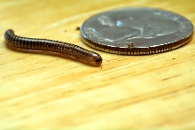 Backyard millipede