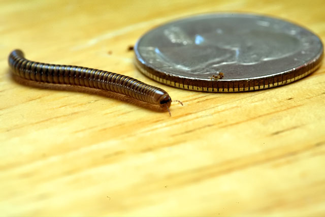 Backyard millipede