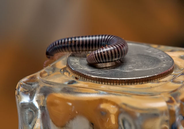 African giant millipede (baby)