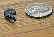 Archispirostreptus gigas (baby)