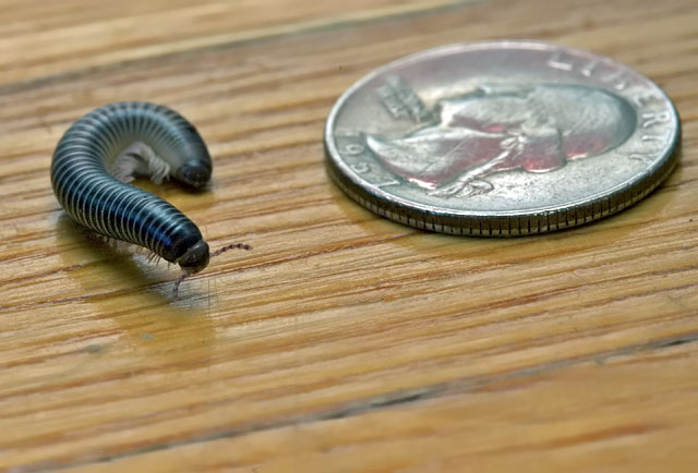 Archispirostreptus gigas (baby)