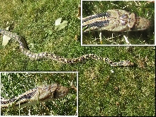 What kind of snake is this?