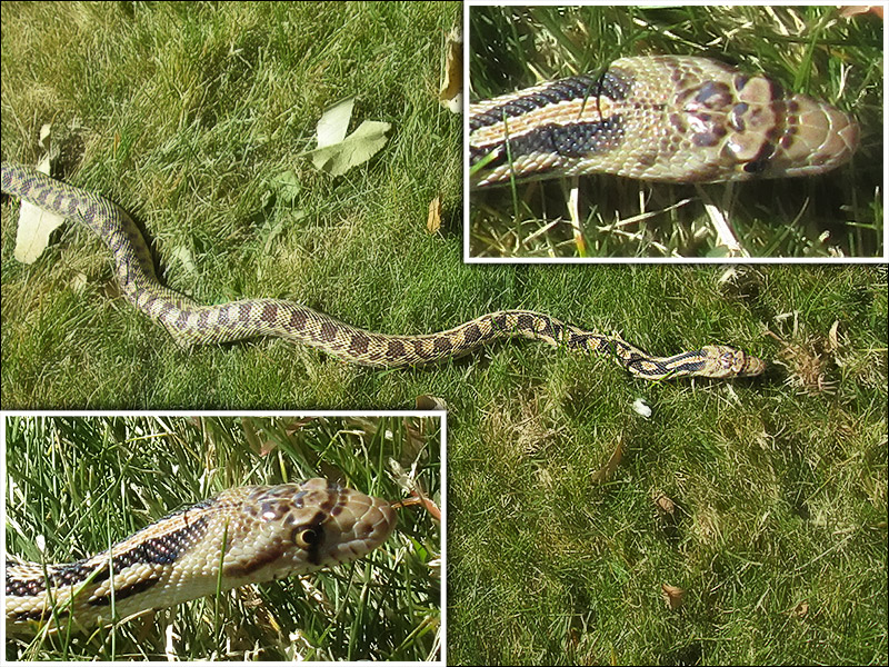 What kind of snake is this?