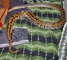 Recently Shed