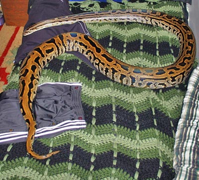 Recently Shed