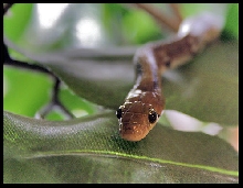 Big beautiful green eyes