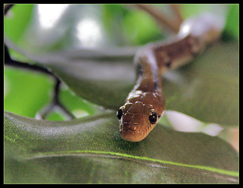 Big beautiful green eyes