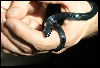 A snake in the hand...