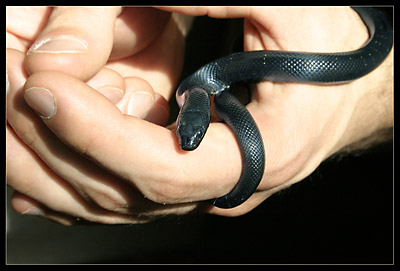 A snake in the hand...