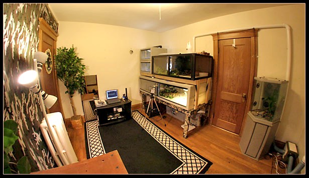 My reptile room
