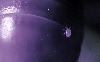 Phoretic mite