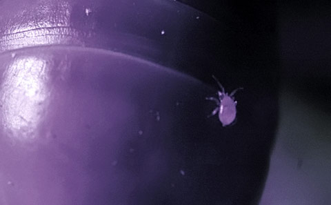 Phoretic mite