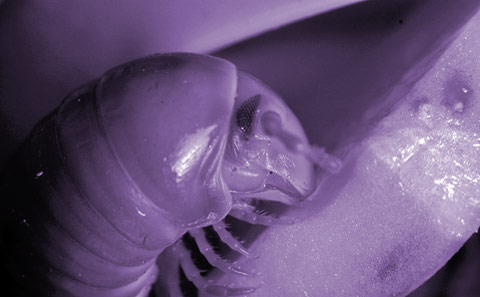 Infrared profile