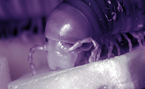 Millipede hoodie (infrared)